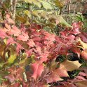 Mahonia japonica automne P1D